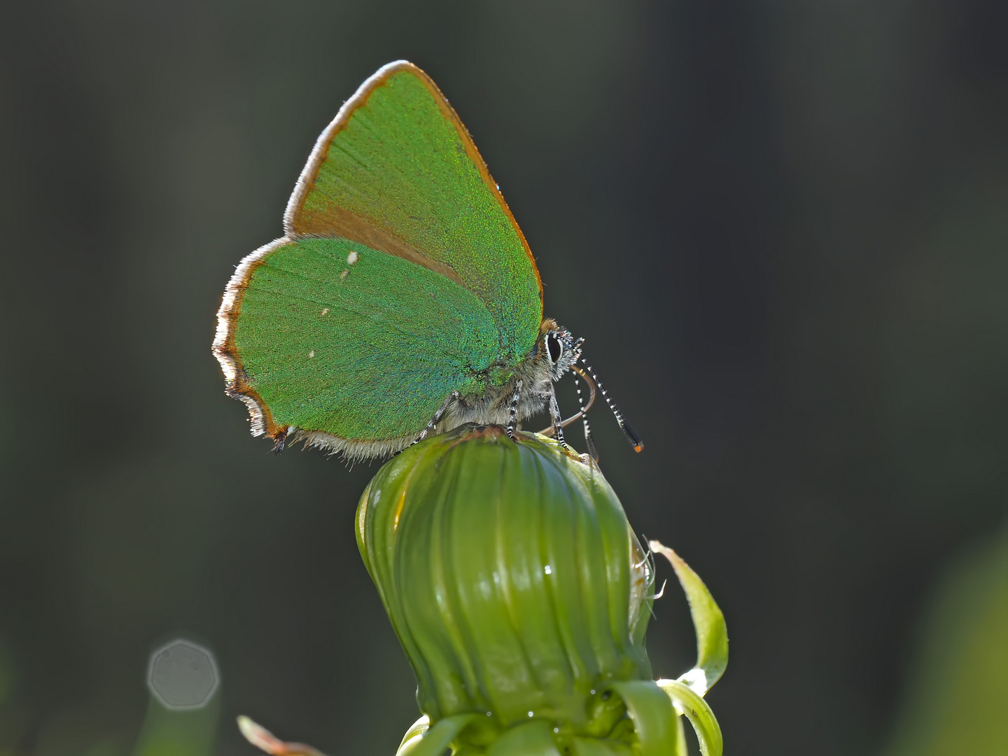 Grüner Zipfelfalter (Callophrys rubi) - Thècle de la ronce. 