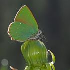 Grüner Zipfelfalter (Callophrys rubi) - Thècle de la ronce. 