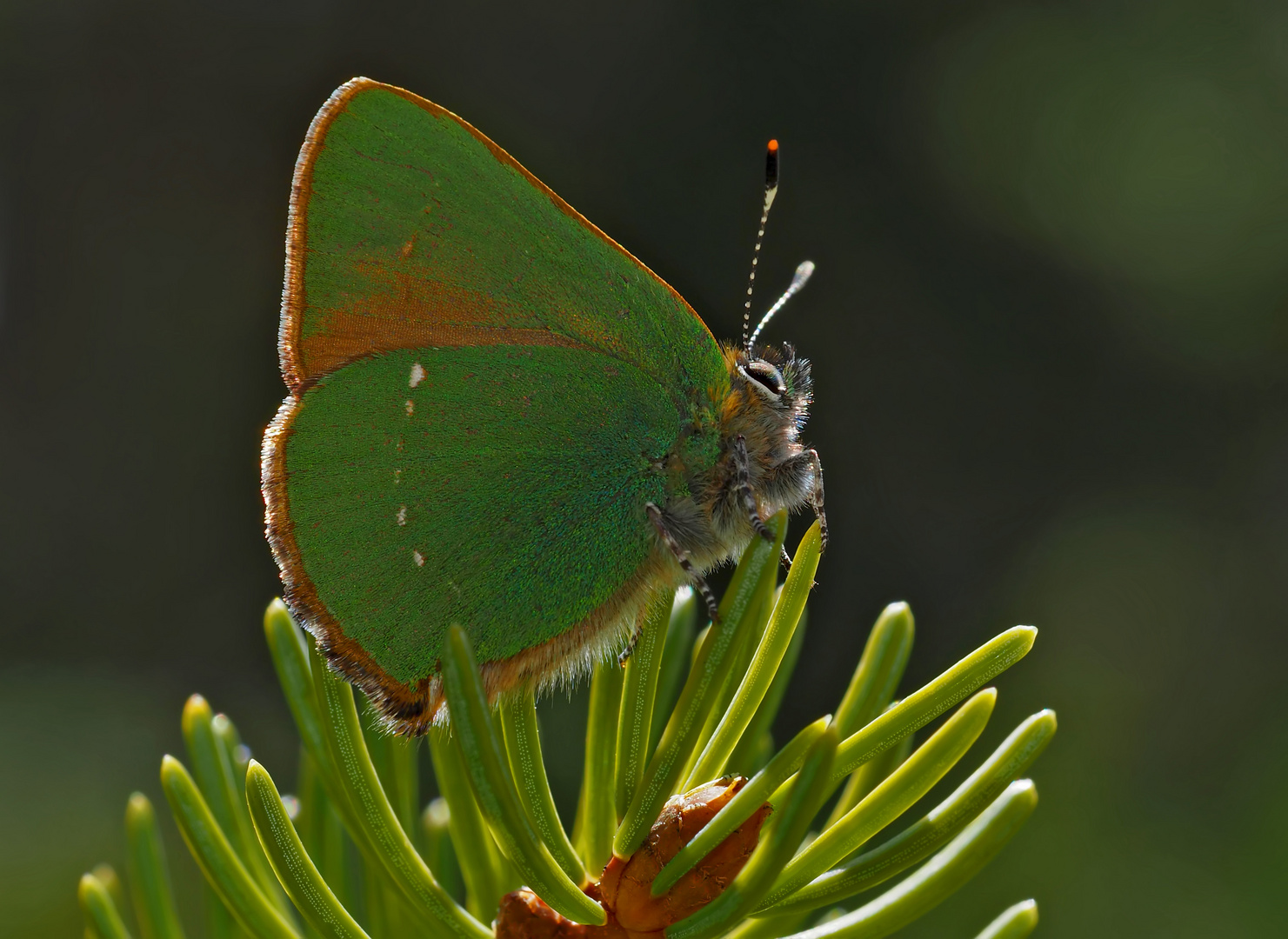 Grüner Zipfelfalter (Callophrys rubi) - Thècle de la ronce.