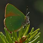 Grüner Zipfelfalter (Callophrys rubi) - Thècle de la ronce.