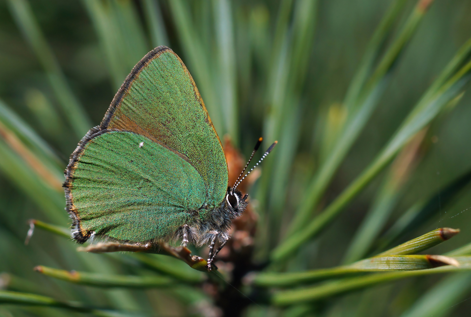 Grüner Zipfelfalter - Callophyrs rubi - Oberlausitz