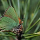 Grüner Zipfelfalter - Callophyrs rubi - Oberlausitz