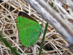 Grüner Zipfelfalter im April