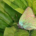 Grüner Zipfelfalter im Garten