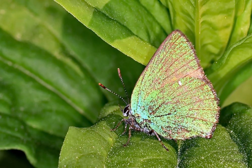 Grüner Zipfelfalter im Garten Foto & Bild schmetterlinge, fotos