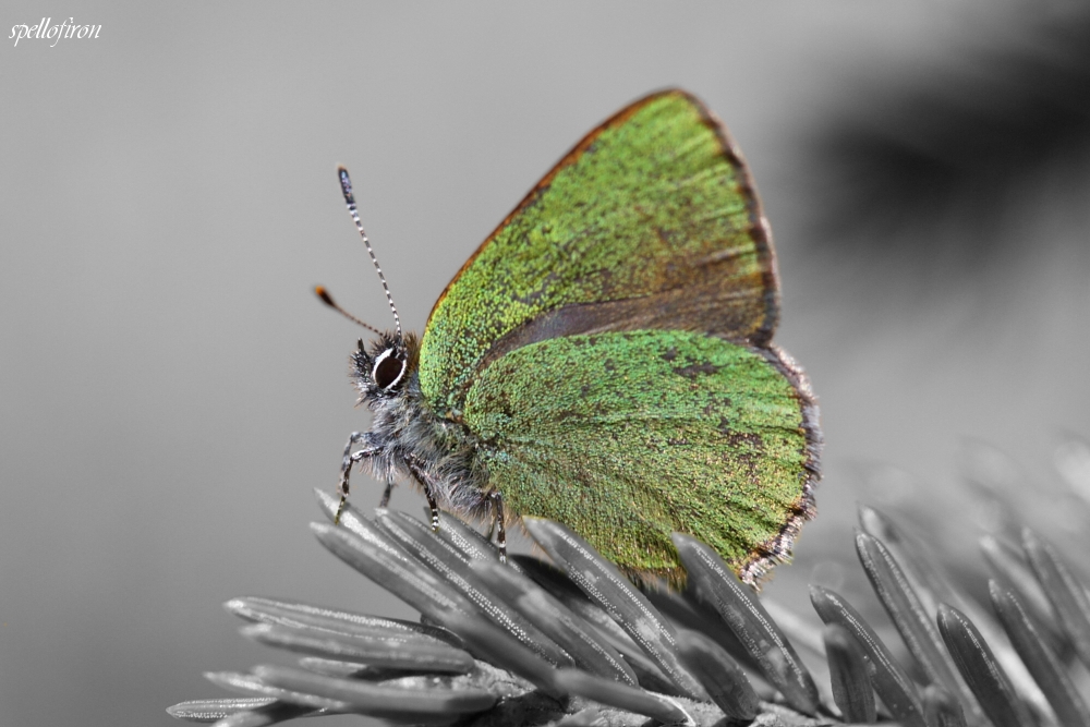 Grüner Zipfelfalter / Kangasperhonen