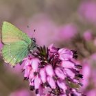 Grüner Zipfelfalter nascht an einer Erikablüte