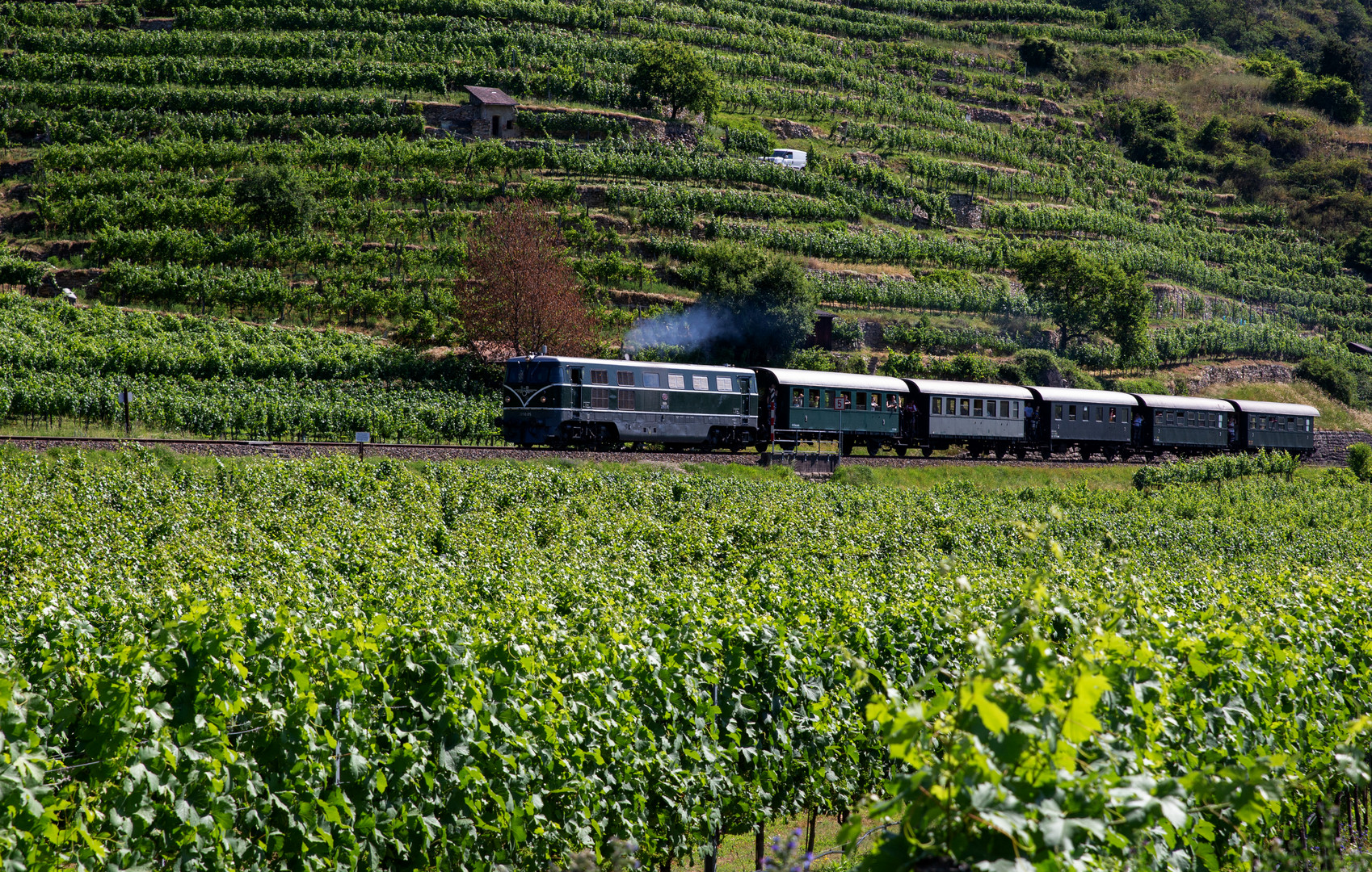 Grüner Zug in einer grünen Landschaft