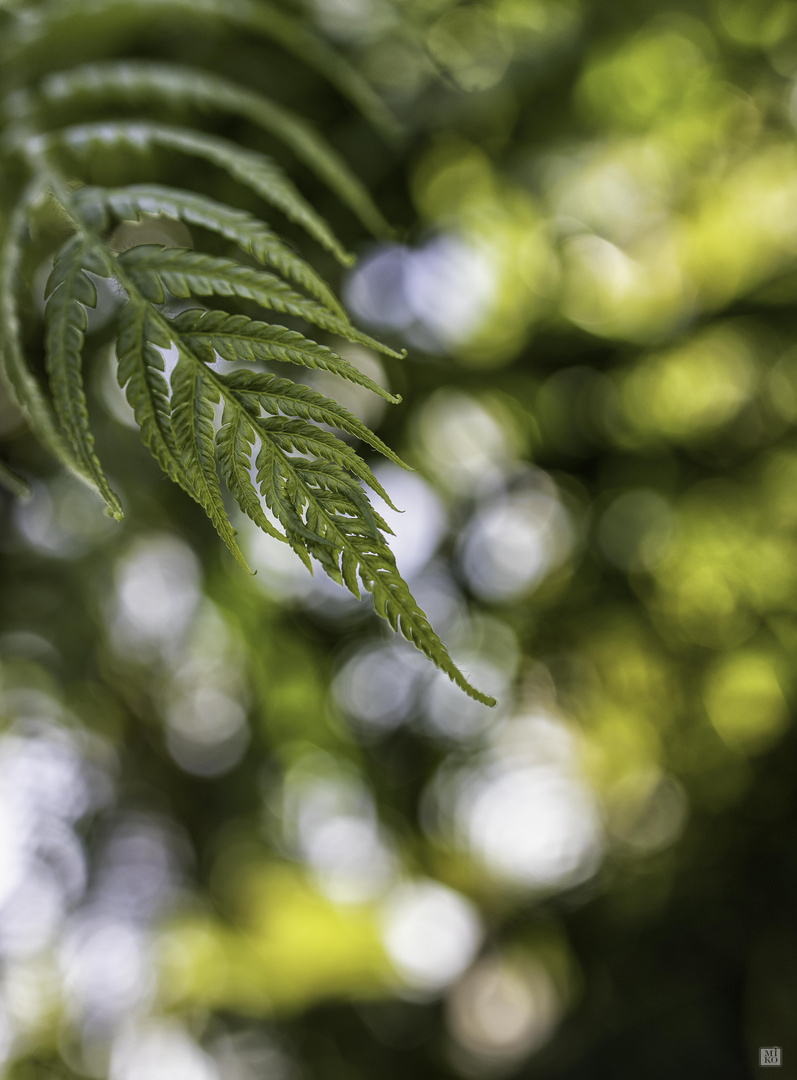 Grüner Zweig im Gegenlicht