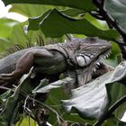 Grünerleguan am Amazonas