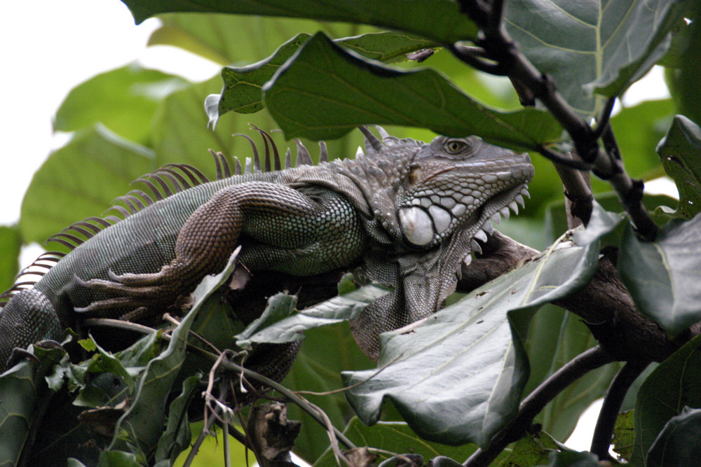 Grünerleguan am Amazonas