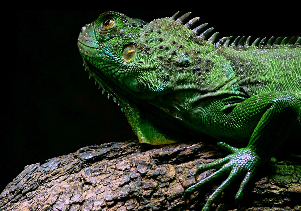 GrünerLeguan im Zoo Köln " Iguana iguana " *reload*