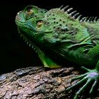 GrünerLeguan im Zoo Köln " Iguana iguana " *reload*