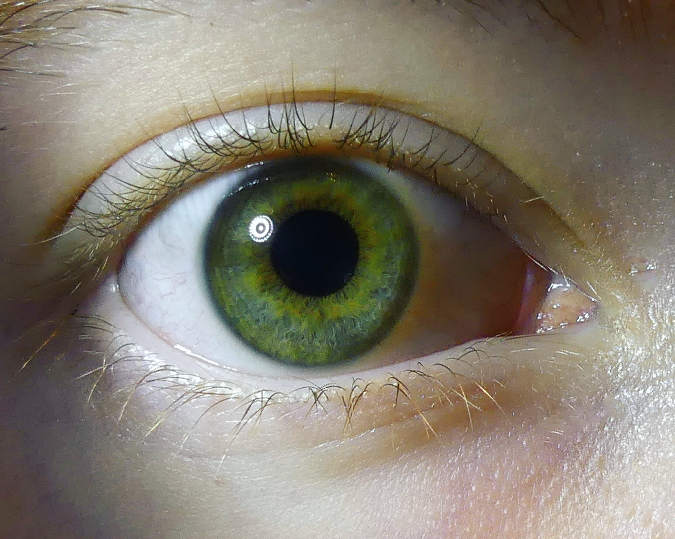 Grünes Auge Foto & Bild fotos von teilen des gesichts, körperdetails