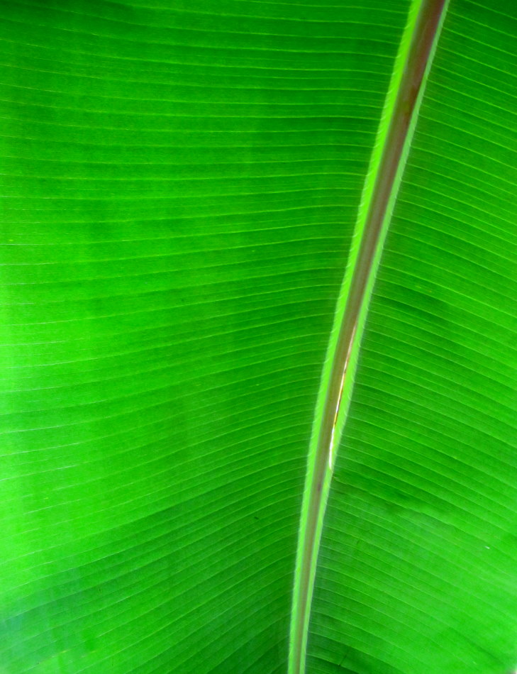 Grünes Bananenblatt
