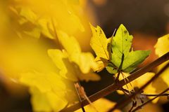 Grünes Blatt