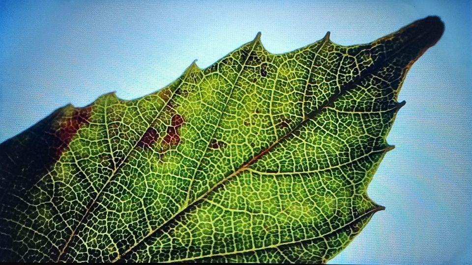 Grünes Blatt