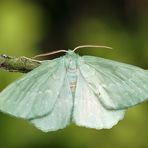 Grünes Blatt