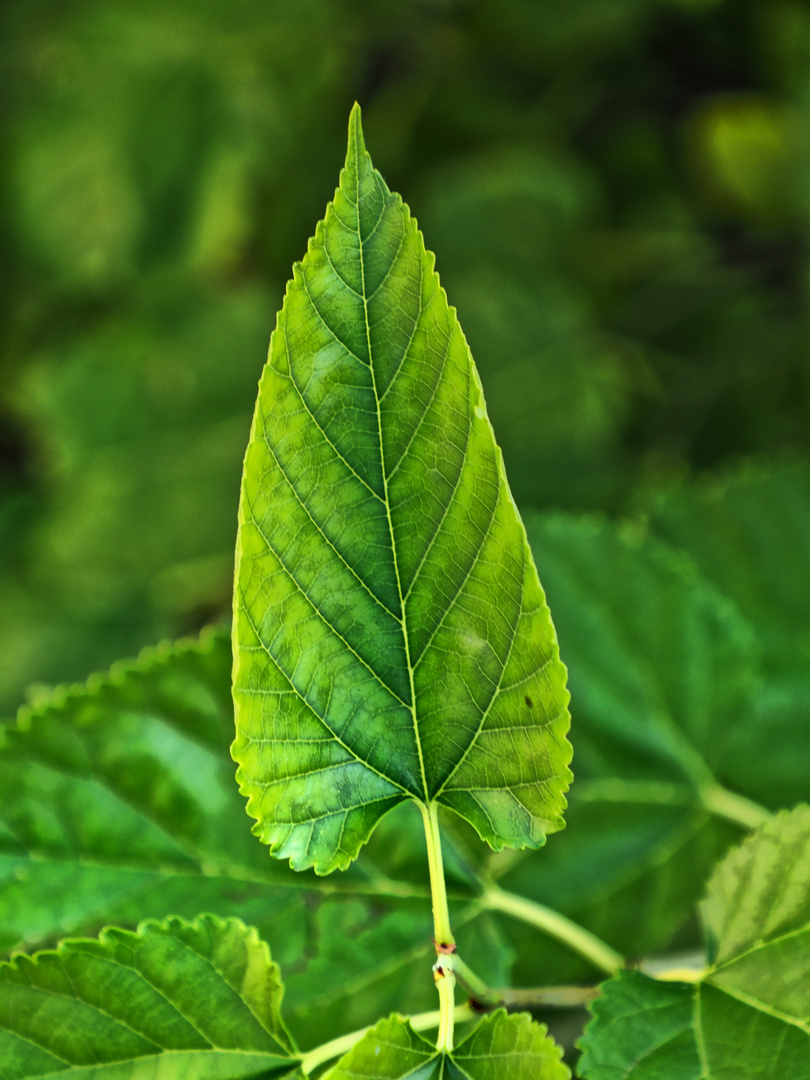 grünes Blatt