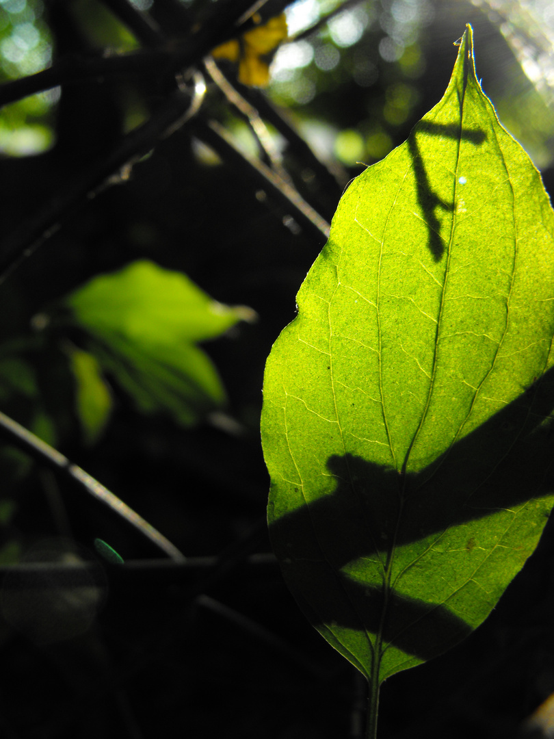 grünes Blatt