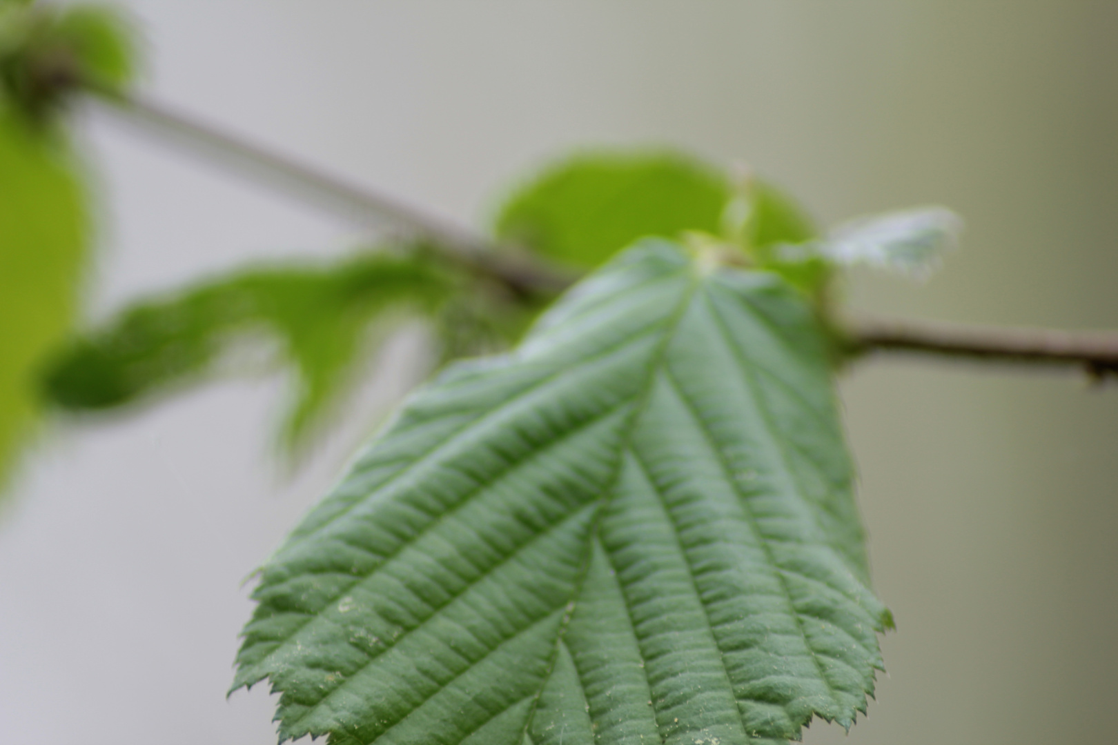 grünes Blatt