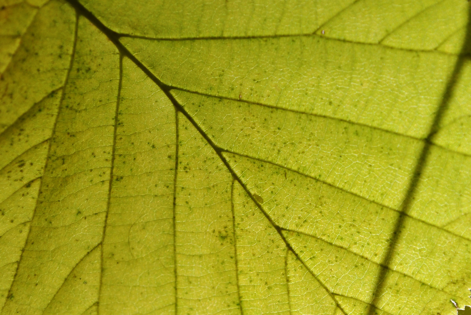 grünes Blatt