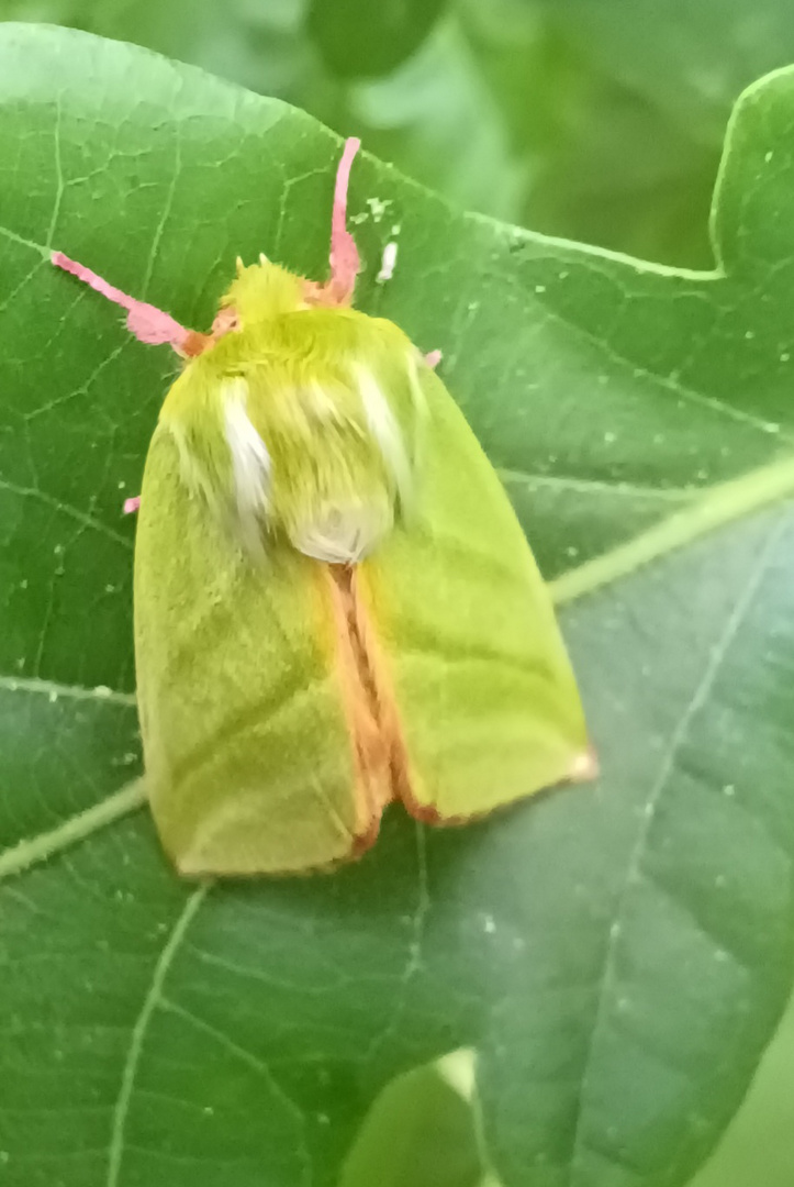 Grünes Blatt