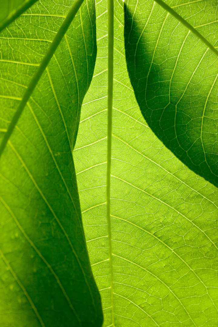 Grünes Blatt