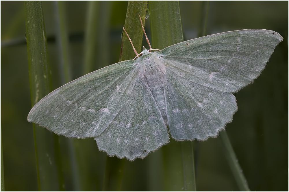 Grünes Blatt