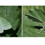 Grünes Blatt