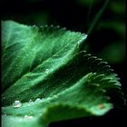 Grünes Blatt