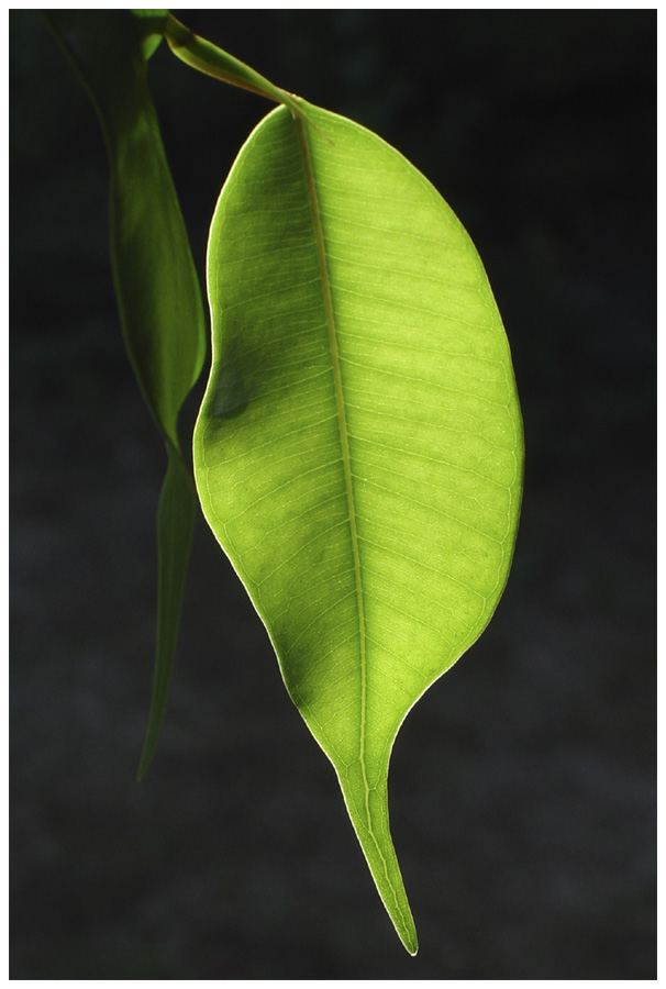 Grünes Blatt