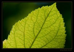 Grünes Blatt