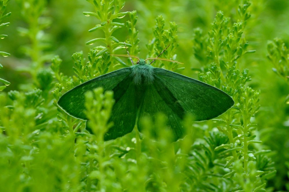 Grünes Blatt