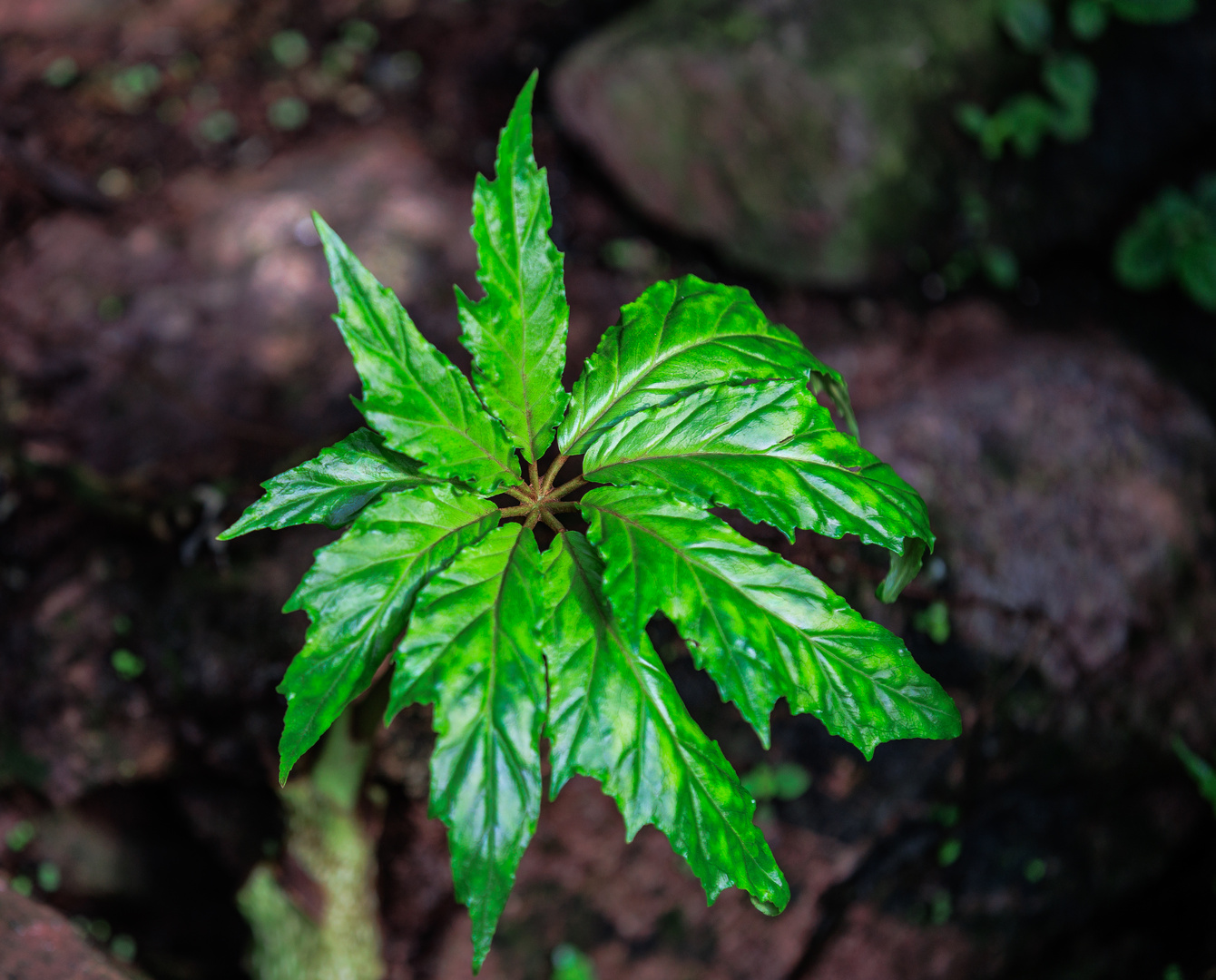 Grünes Blatt