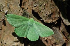 Grünes Blatt