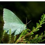 Grünes Blatt