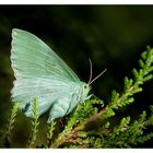 Grünes Blatt