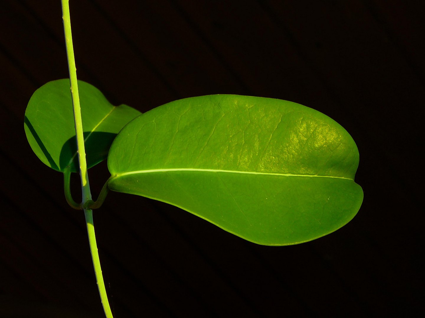 grünes Blatt