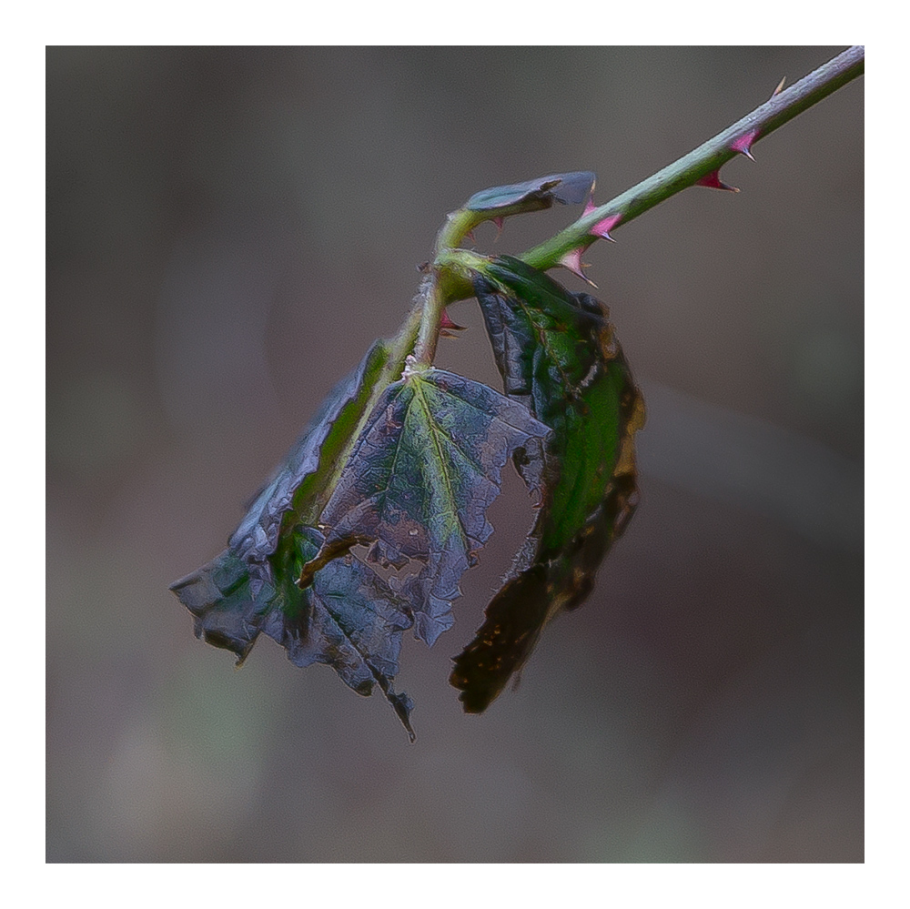 Grünes Blatt