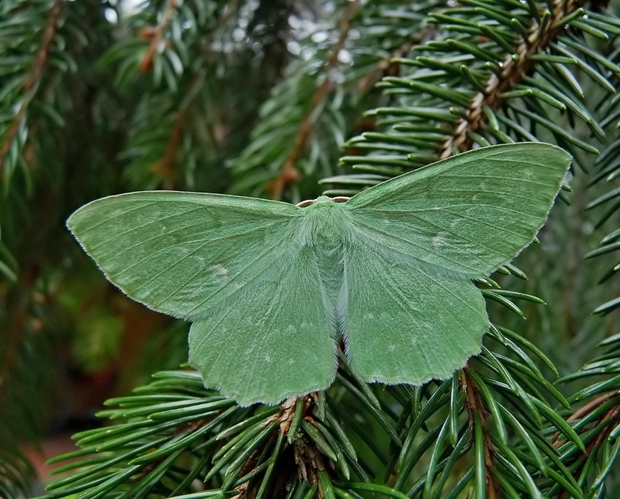 Grünes Blatt auf Fichtenzweig