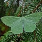 Grünes Blatt auf Fichtenzweig