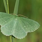 Grünes Blatt