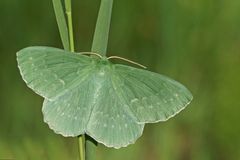 Grünes Blatt