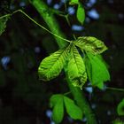 Grünes Blatt