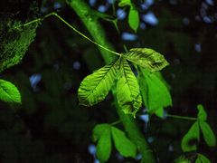 Grünes Blatt