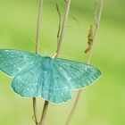 Grünes Blatt