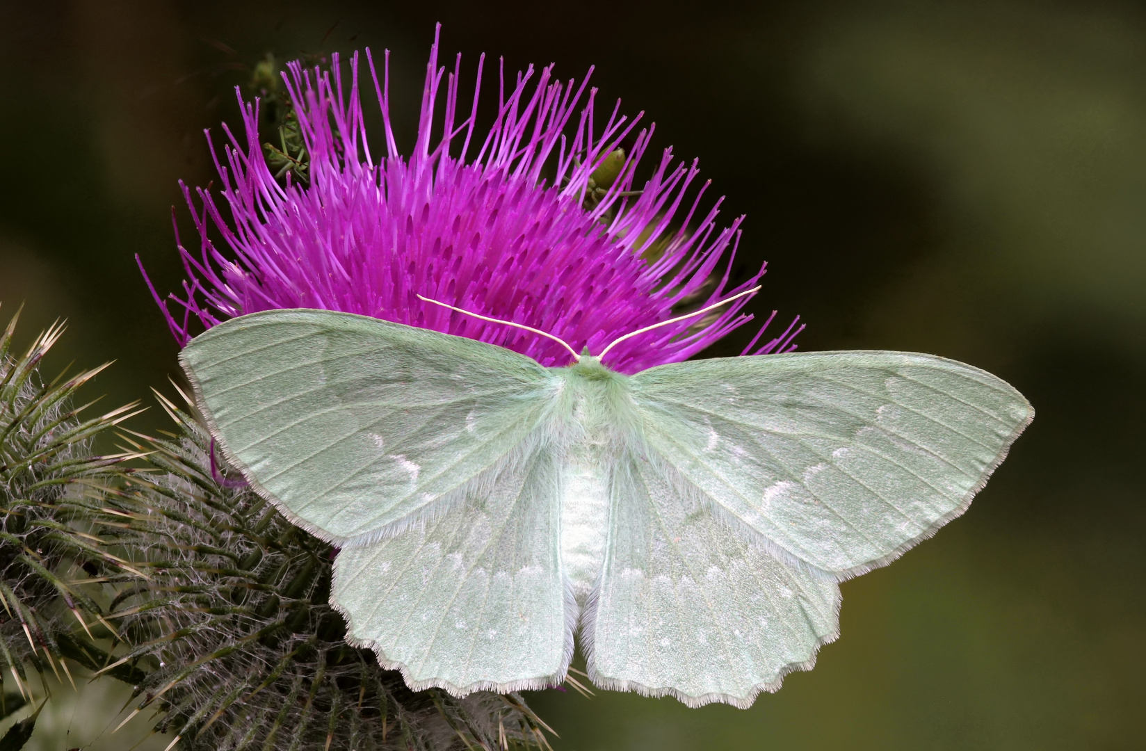 Grünes Blatt (Geometra papilionaria)