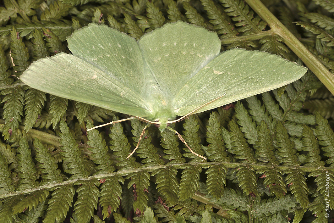 Grünes Blatt (Geometra papilionaria) 