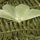 Grünes Blatt (Geometra papilionaria) 